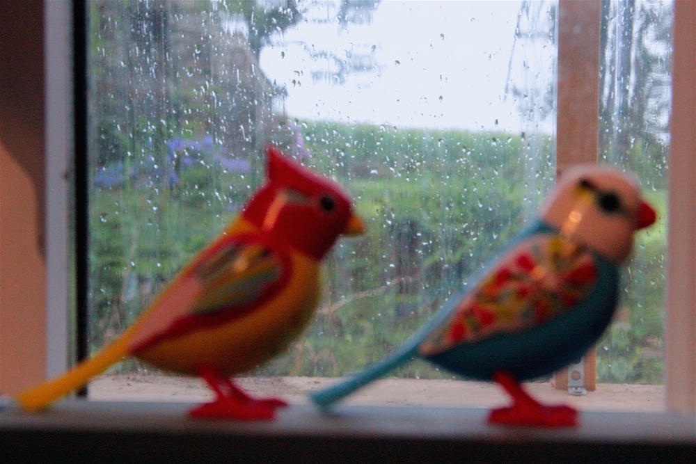 Les petites musiques de pluie ©P.Burguin