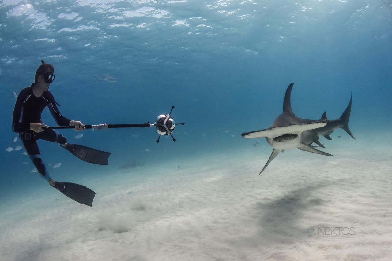 Rencontre subaquatique _Dolphin Man VR © Nektos